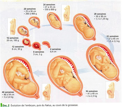 Illustration des stades de développement d'un bébé