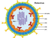 virus vacterl