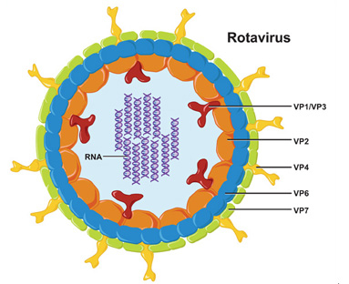 virus vacterl