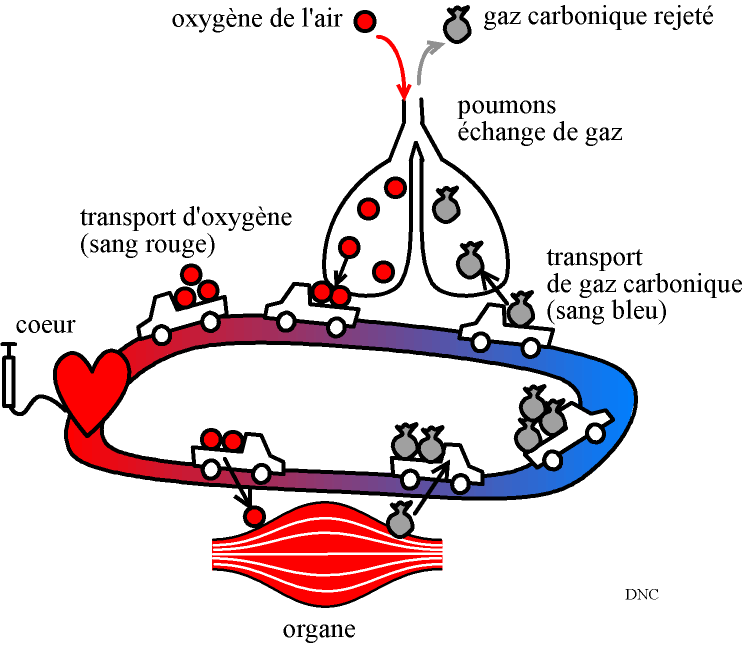 circulation vacterl